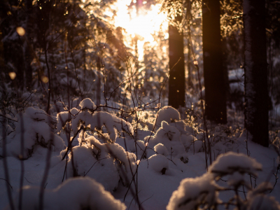 Лес, дереья, снег, зима, солнце