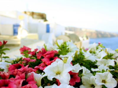 греция, солнце, Море, лето, цветы