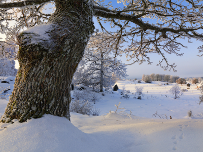s__dermanland, швеция, зима, снег, sweden, деревья, Vagnh__rad
