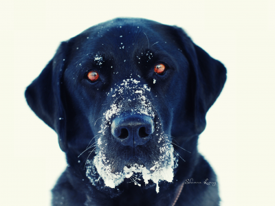 снег, взгляд, зима, глаза, Собака, чёрная, белый фон