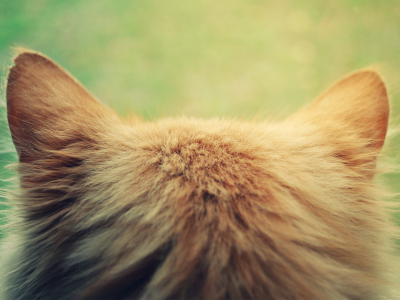 голова, Кошка, котэ, уши, рыжая, затылок, кот