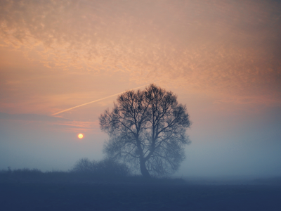 поле, туман, дерево, Вечер, закат, солнце