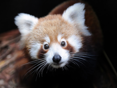 малая панда, ailurus fulgens, Firefox