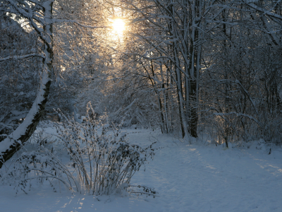 Зима, лес, солнце, снег