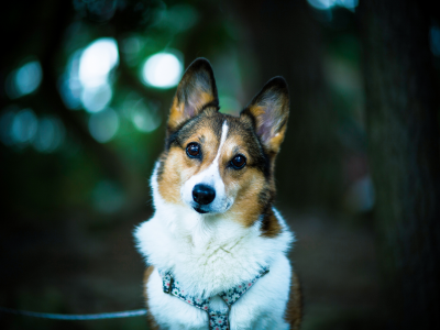 Welsh corgi, взгляд, dog, друг, боке, собака