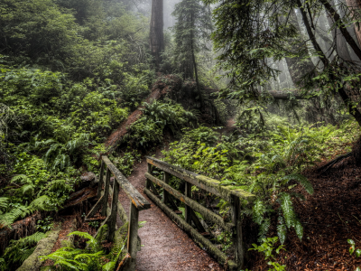 Лес, дорога, мост, природа