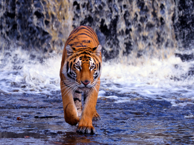 водопад, Бенгальский тигр, вода, хищник