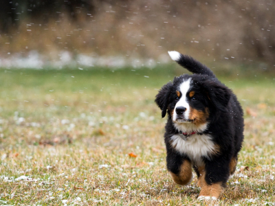 Собака, снег, поле