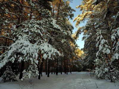 пейзаж, Снег, лес, зима