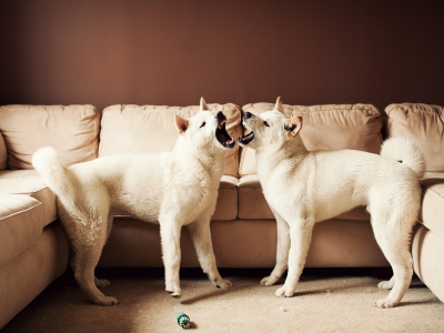 диван, большая японская собака, Американская акита