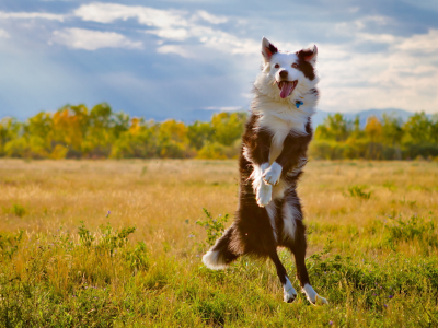 Собака, прыжок, поле