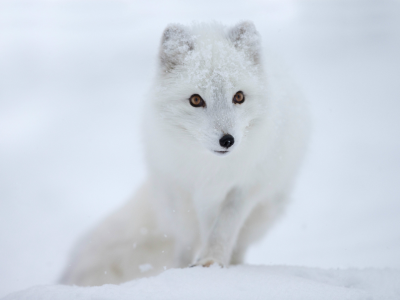 взгляд, снег, полярная лисица, мордочка, Песец