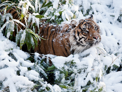 зима, снег, Тигр