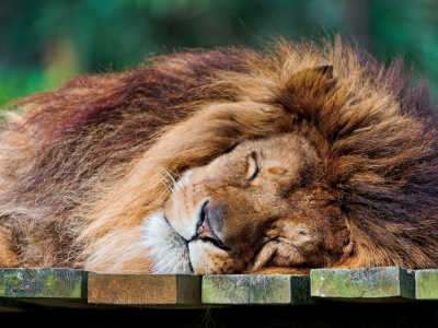 хищник, Лев, спящий лев, царь зверей