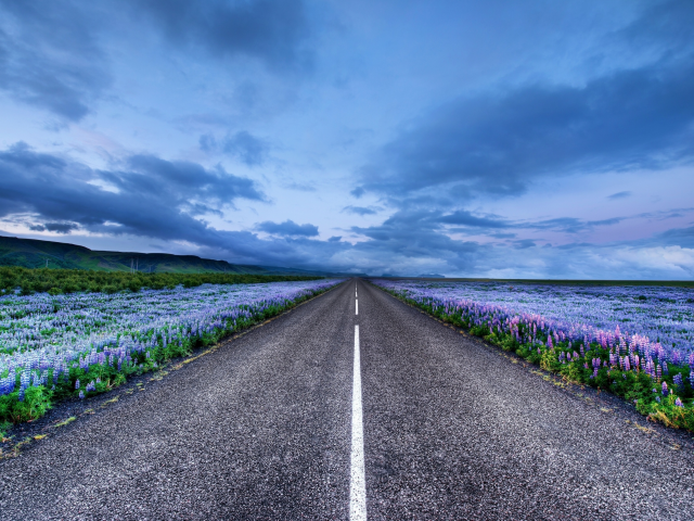 люпин, исландия, Iceland, луга, дорога, цветы, горизонт
