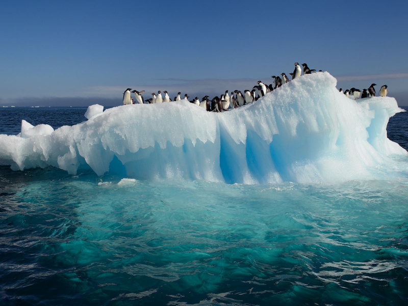 Антарктида, льдина, вода, океан, пингвины