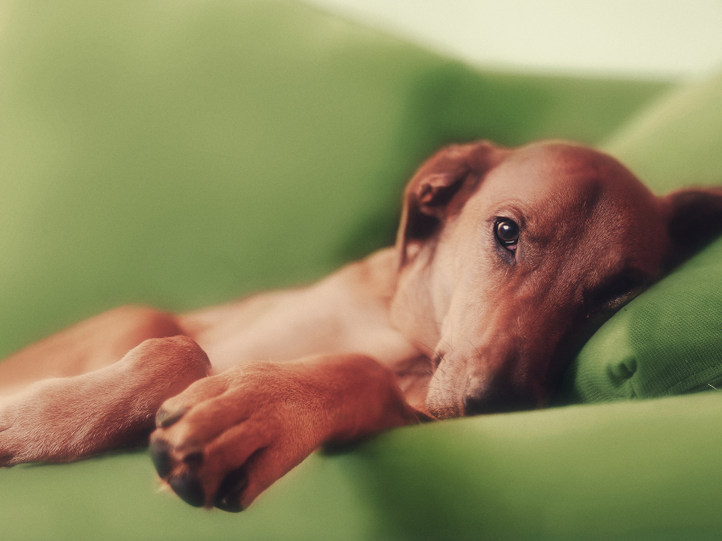 Собака, рыжая, диван, лапы