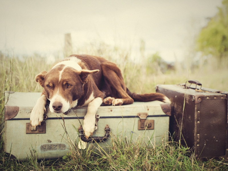 чемоданы, трава, багаж, Собака