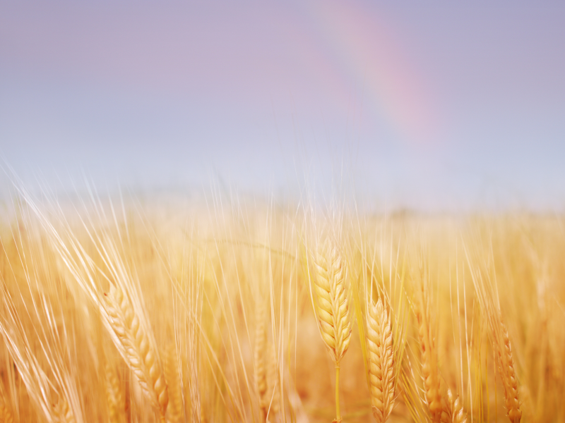 пшеница, золотая, лето, поле, Природа