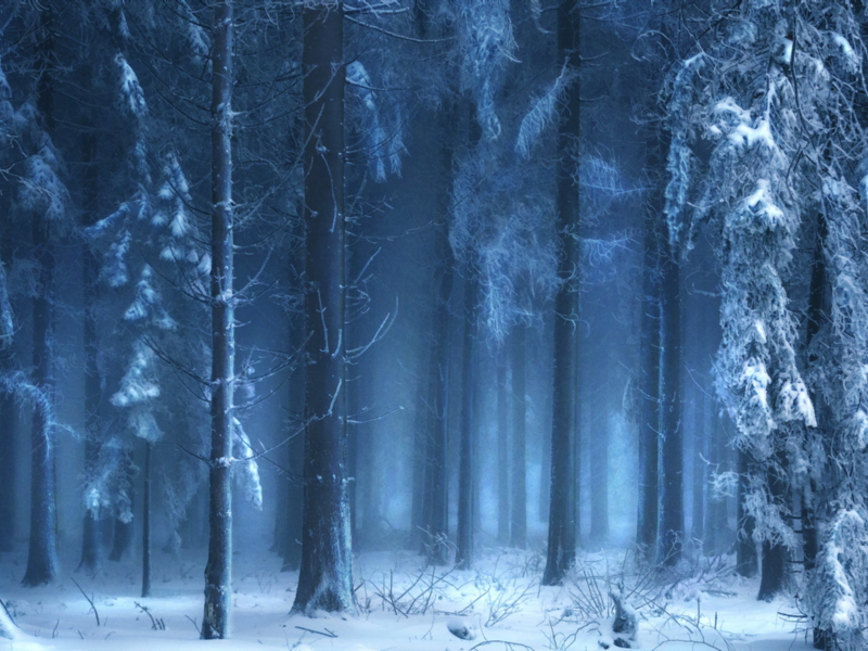 Лес, туман, природа, зима