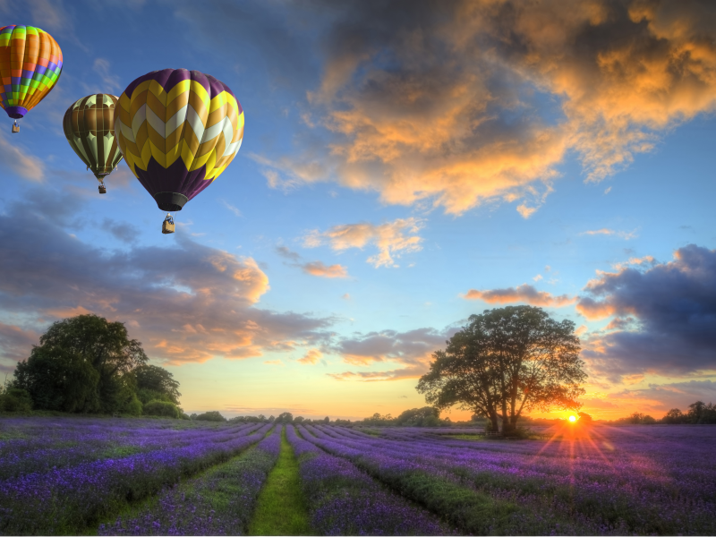 закат, balloons, облака, flowers, небо, field, пейзаж, Природа