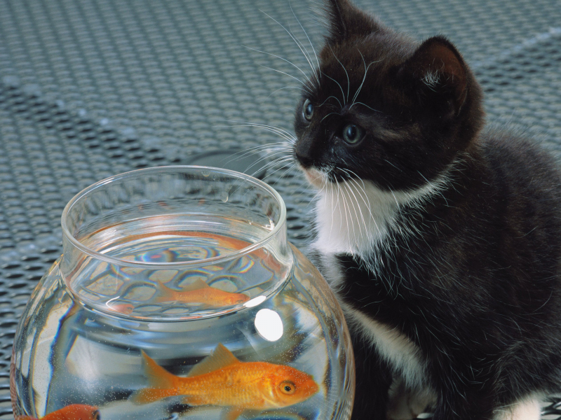 кошка, кот, Cat, белый, черный , рыба, котенок, аквариум
