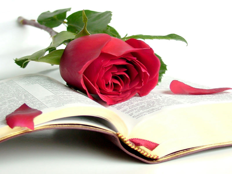 Библия, мудрость, роза, открытая книга, книга, красота