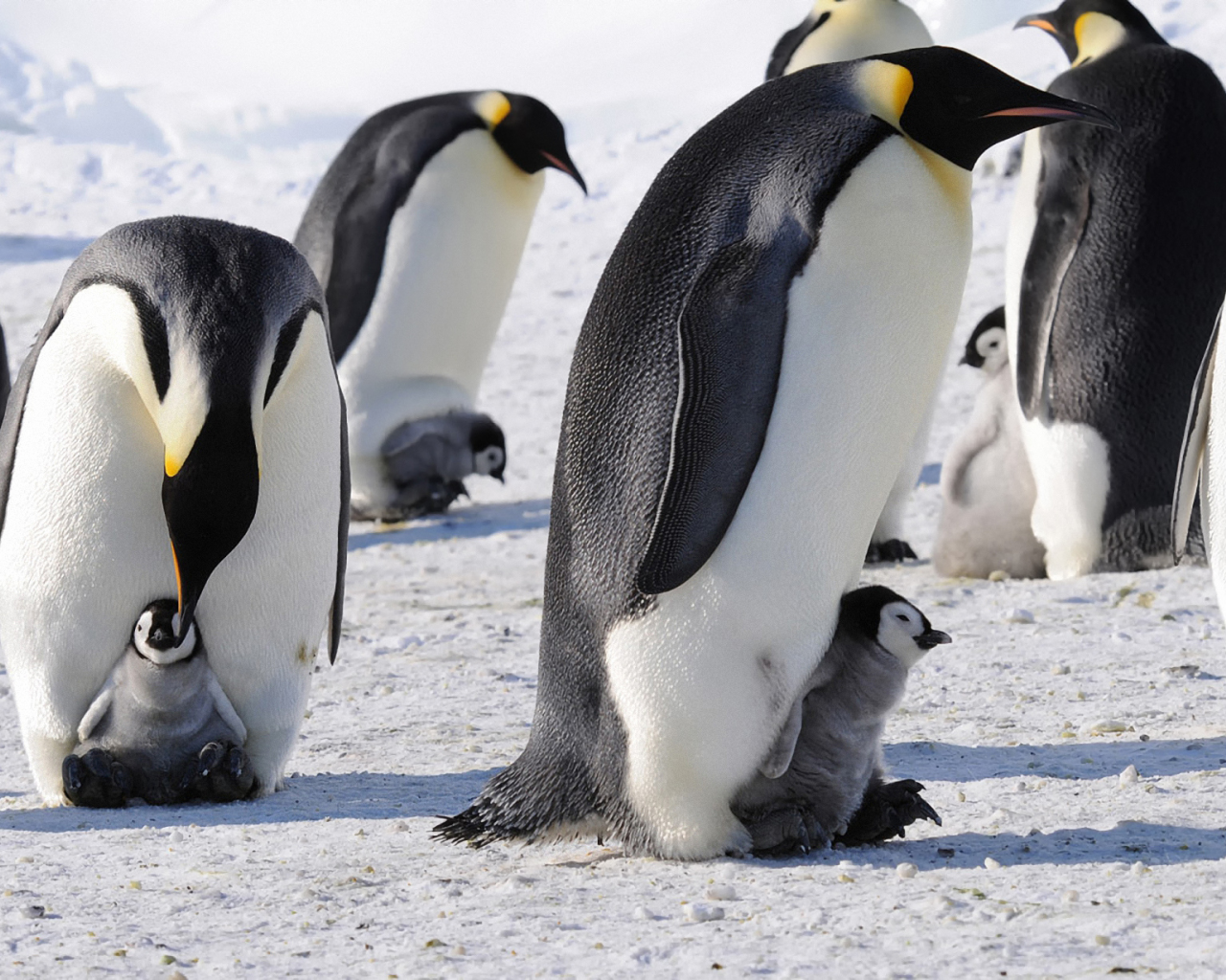 императорские, антарктида, Пингвины
