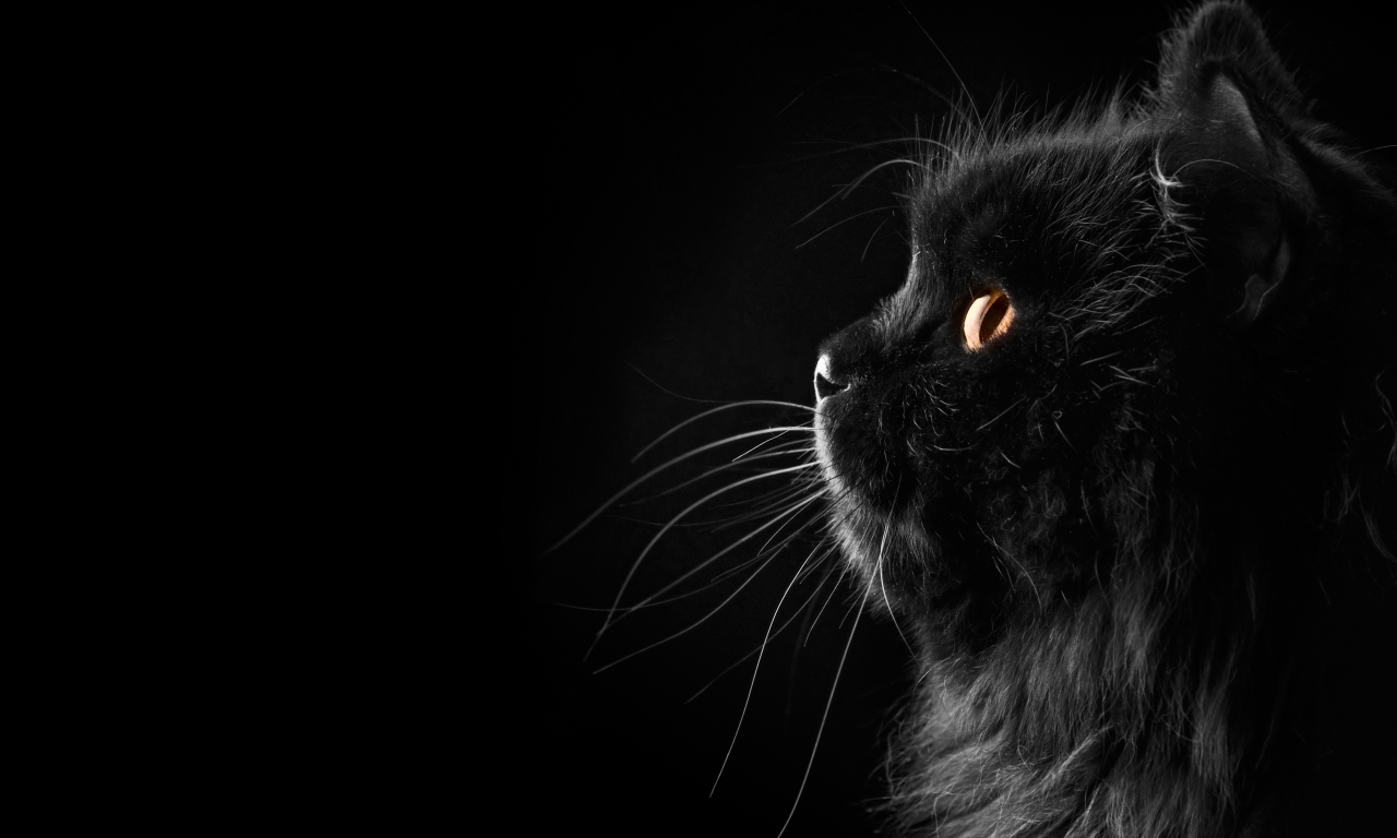 черный, фон, кошка, профиль, усы, Кот, персидский
