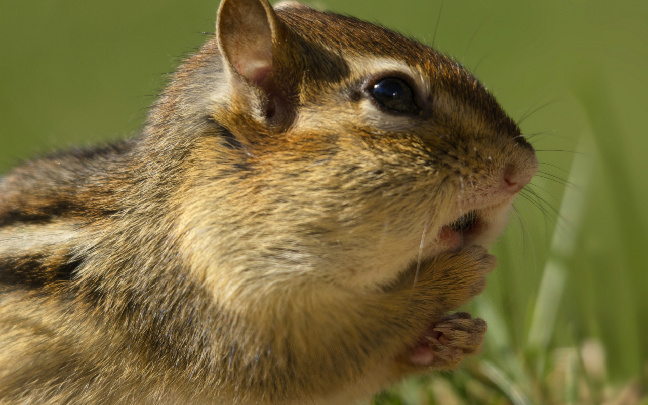 rodent, Бурундук, трава, grass, грызун, chipmunk