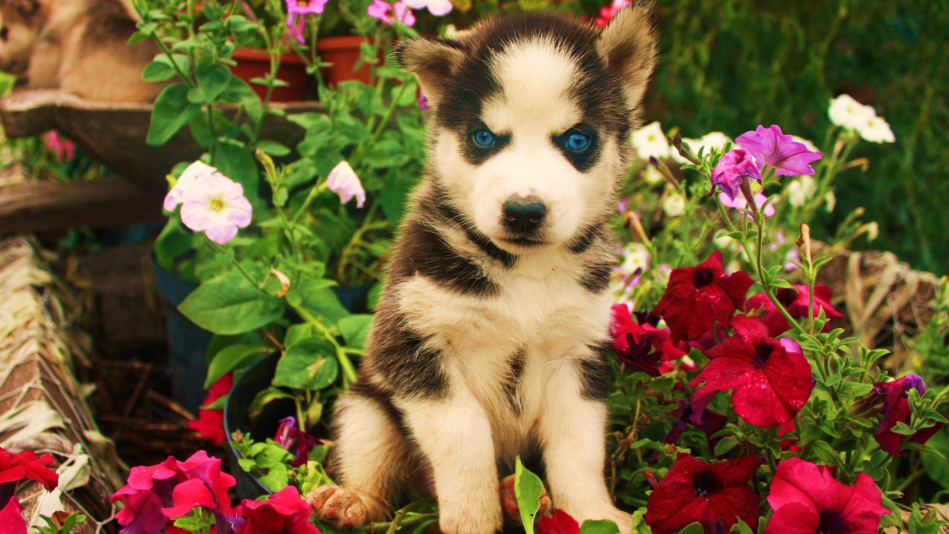art, цветы, синии глаза, Собака, щенок, злой, взгляд