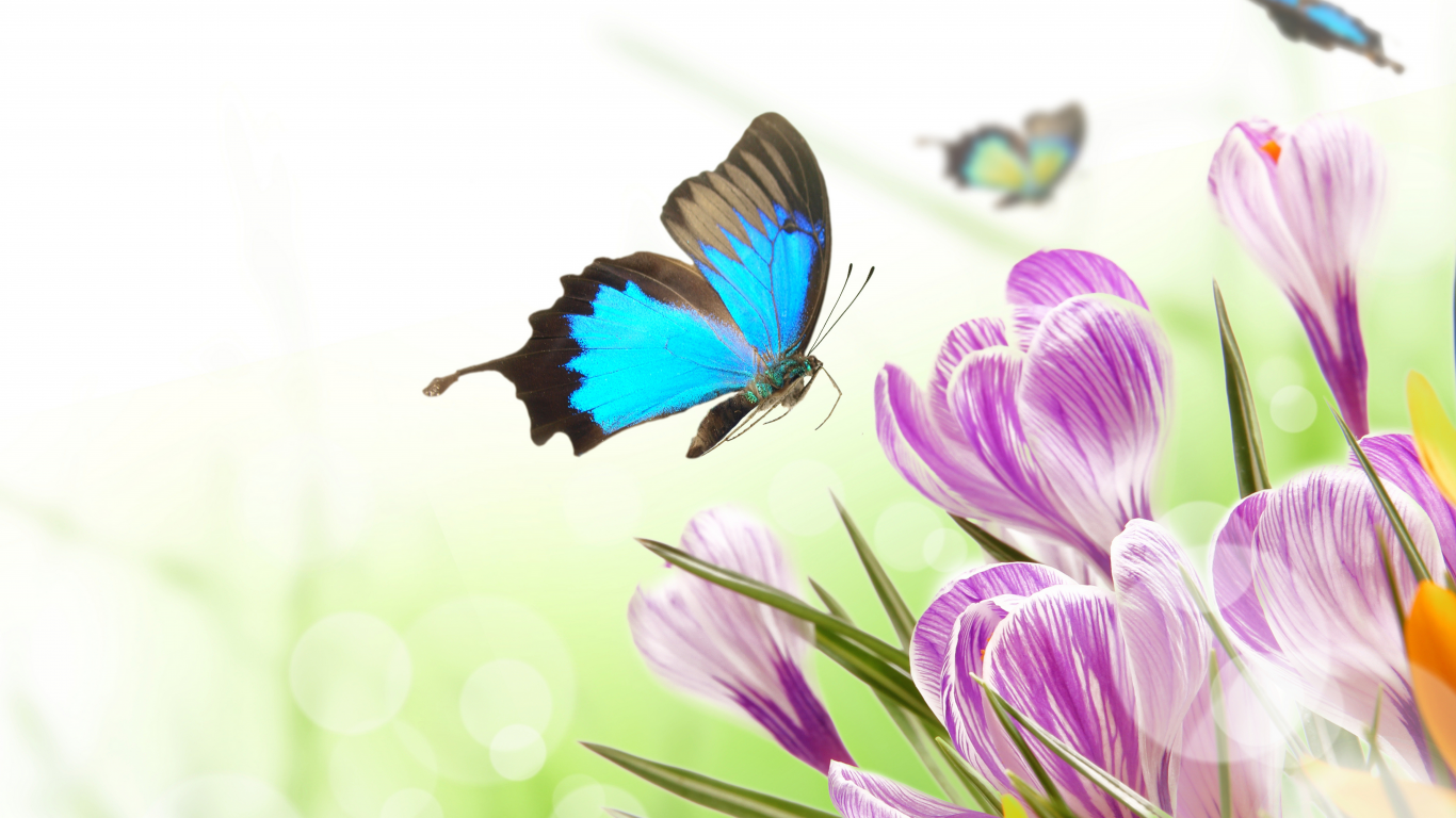 блики, бабочки, Весна, крокусы, цветы