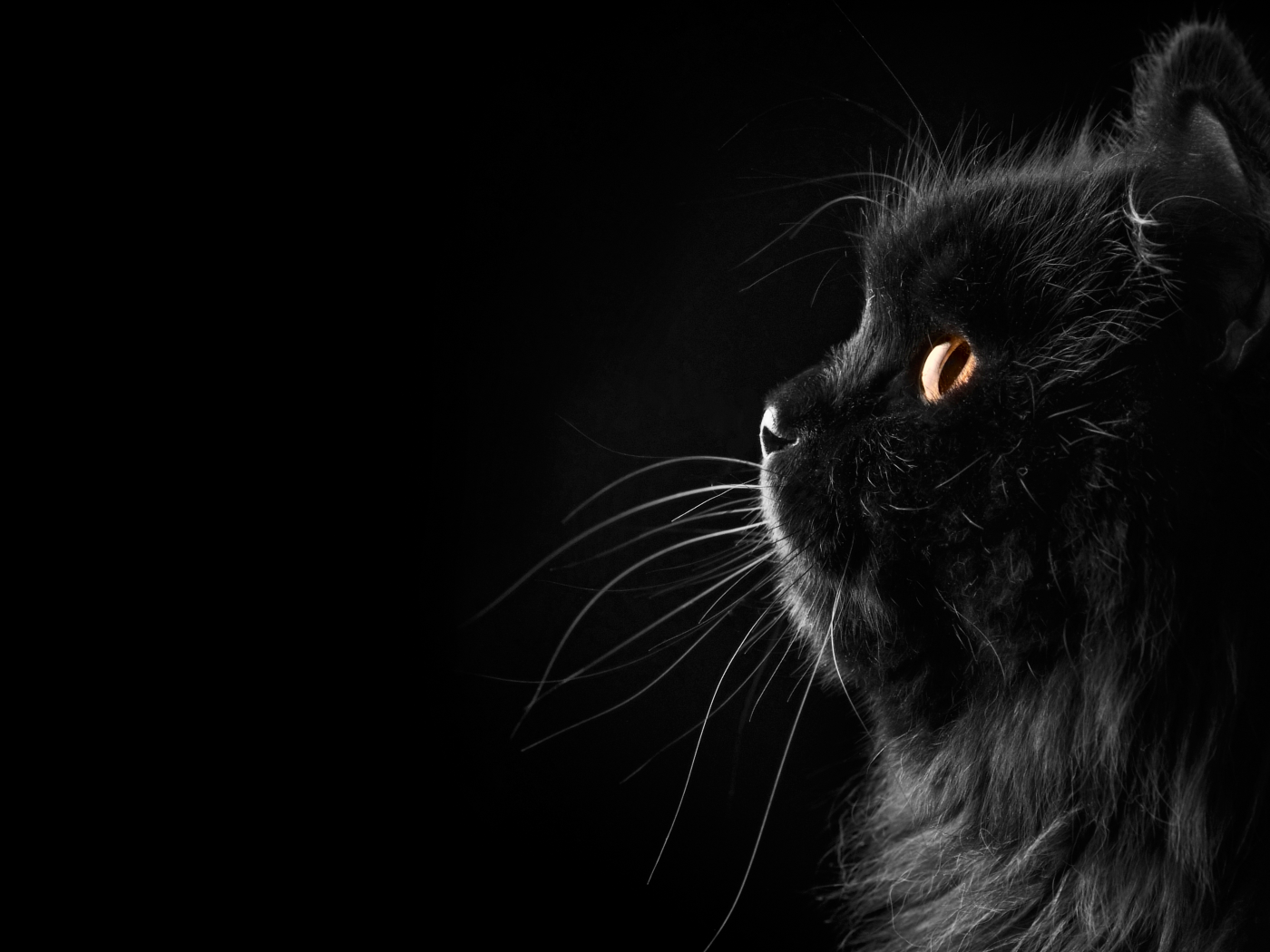 черный, фон, кошка, профиль, усы, Кот, персидский
