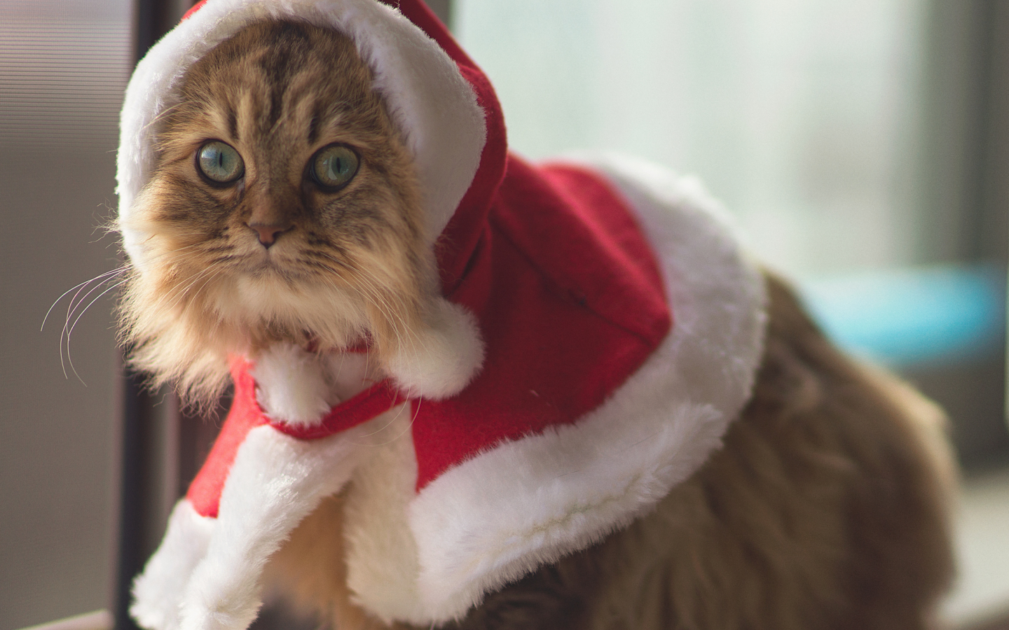 christmas cat, костюм, кошки, Ben torode, глаза, животное