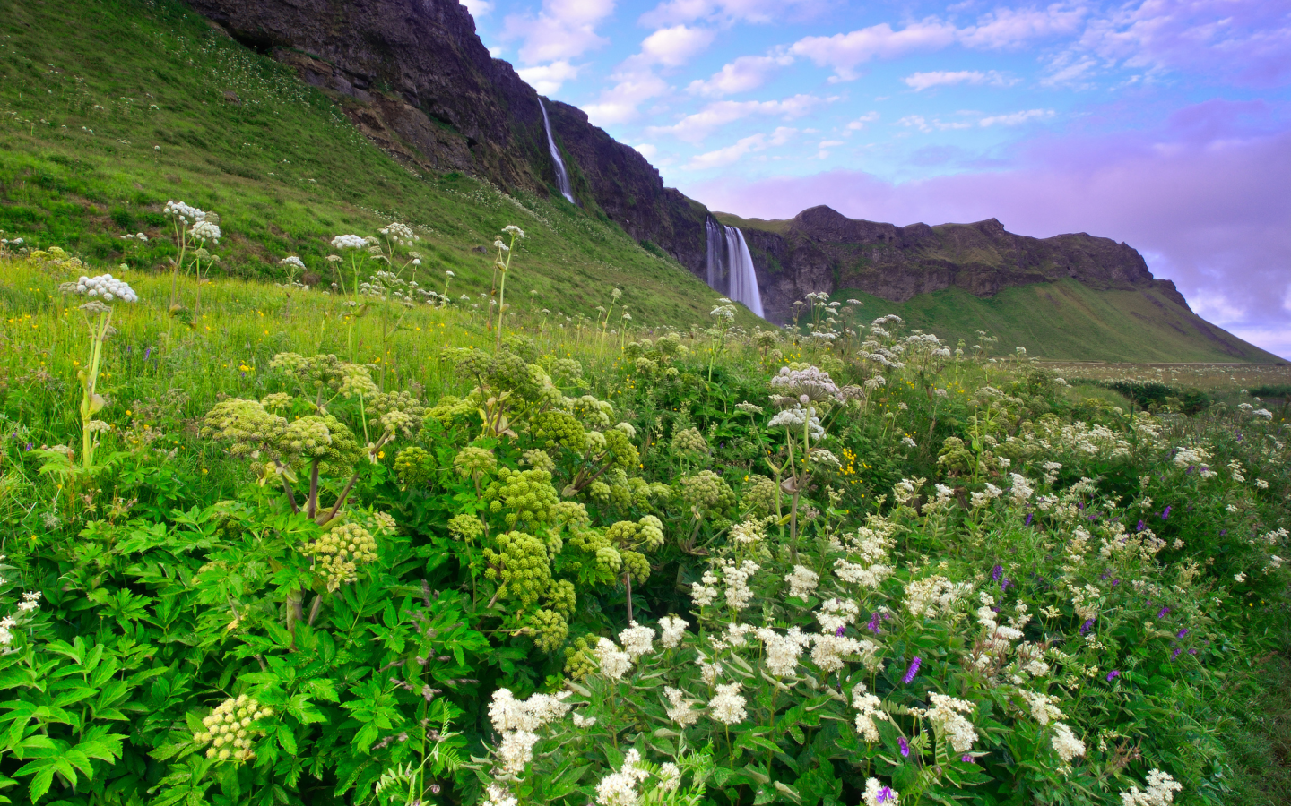 зелень, утро, трава, Исландия, цветы, холмы, горы