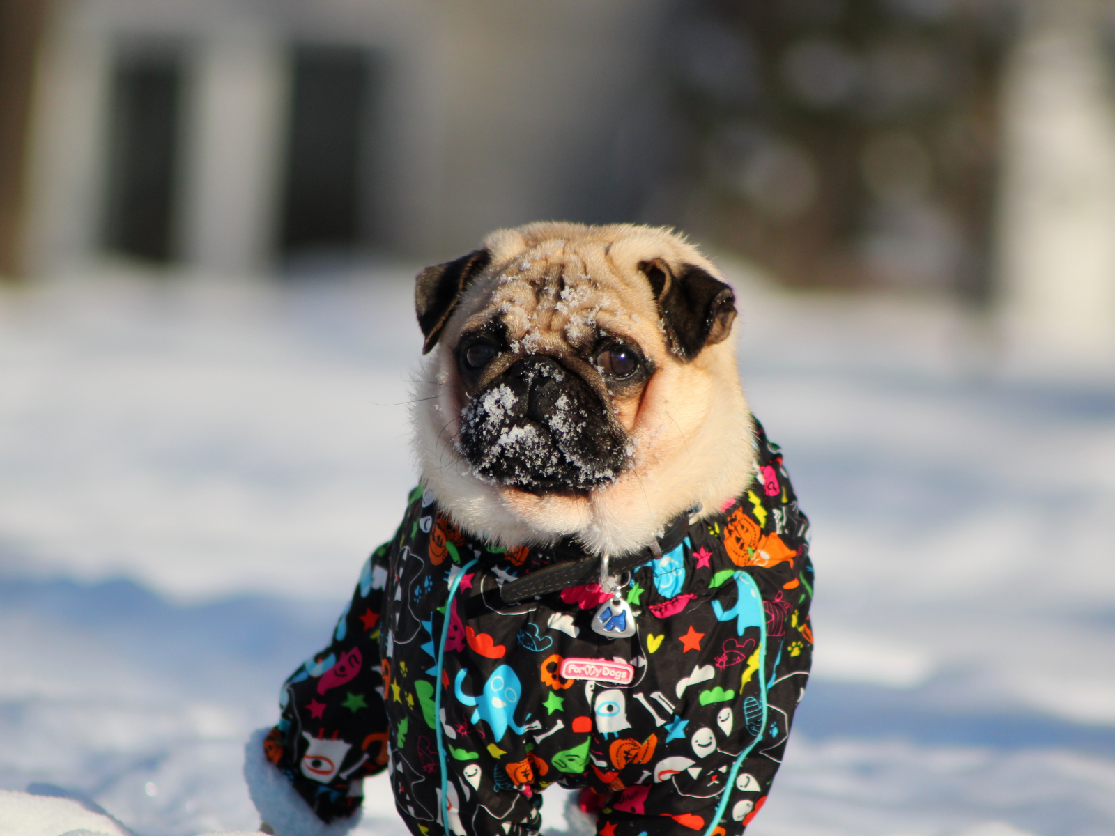 pug, зима, Мопс, снег