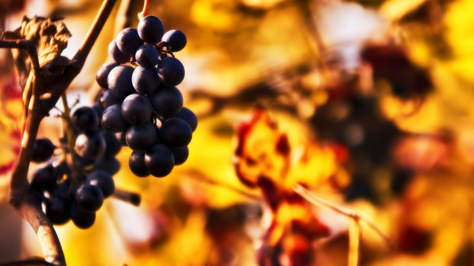 боке, размытость, грозди, осень, веточка, Виноград