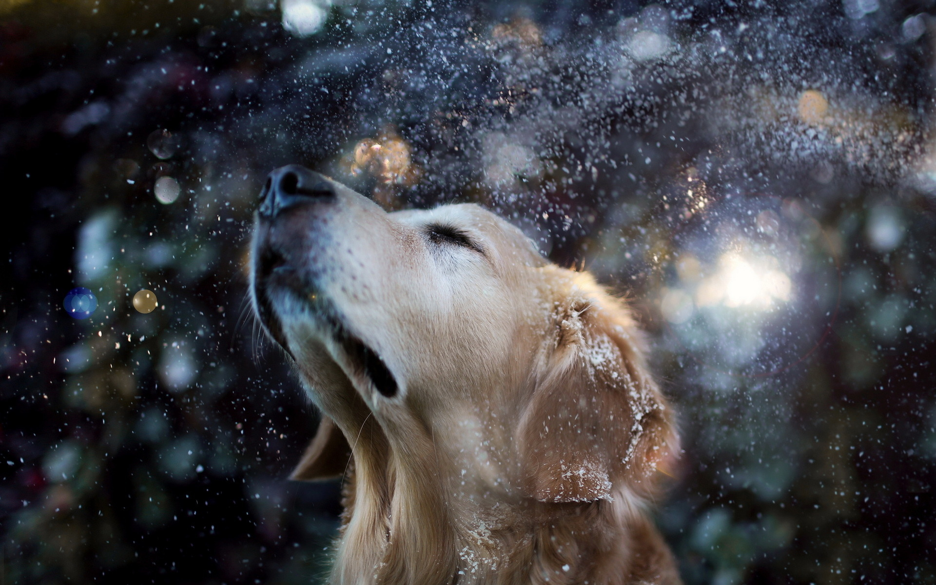 друг, Собака, снег