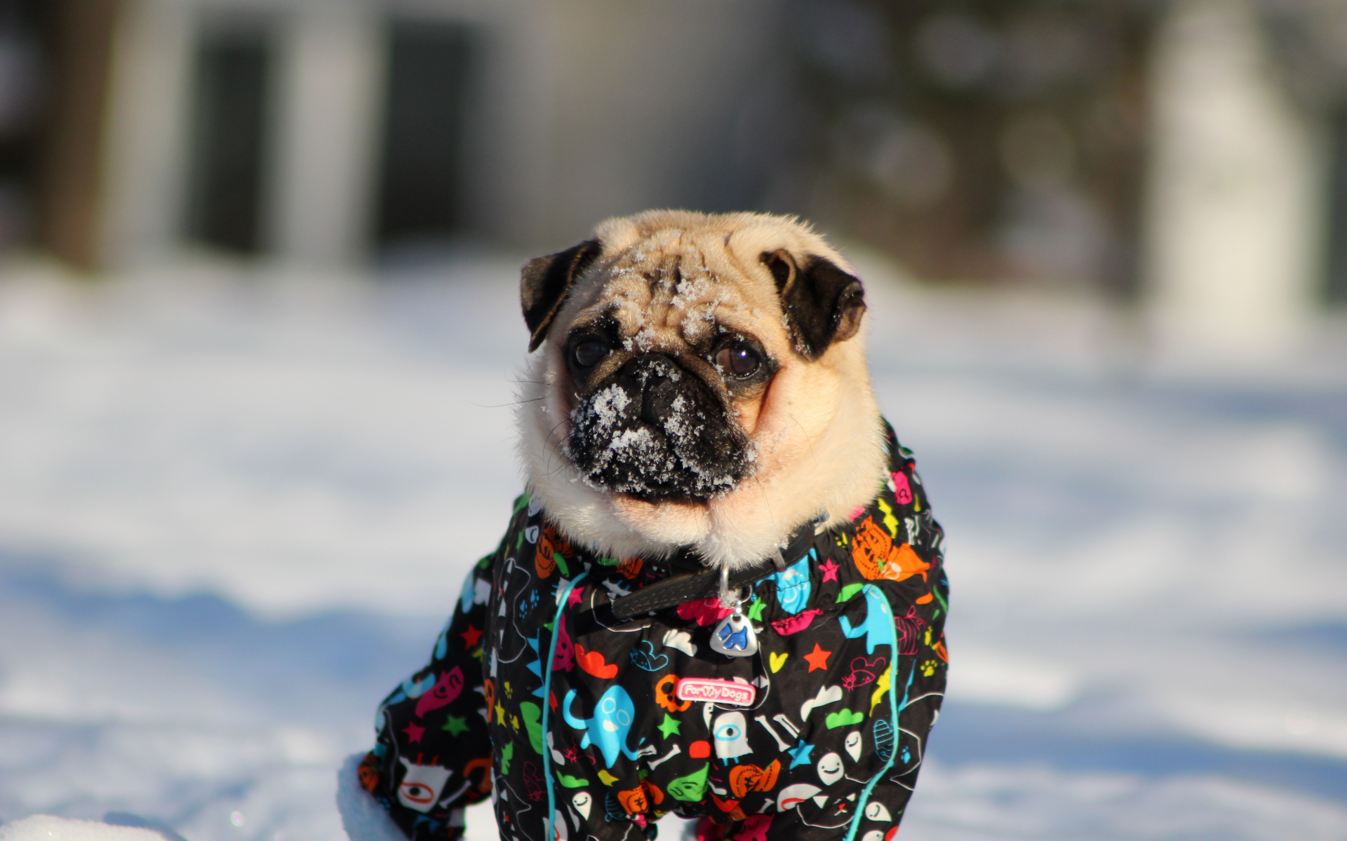pug, зима, Мопс, снег