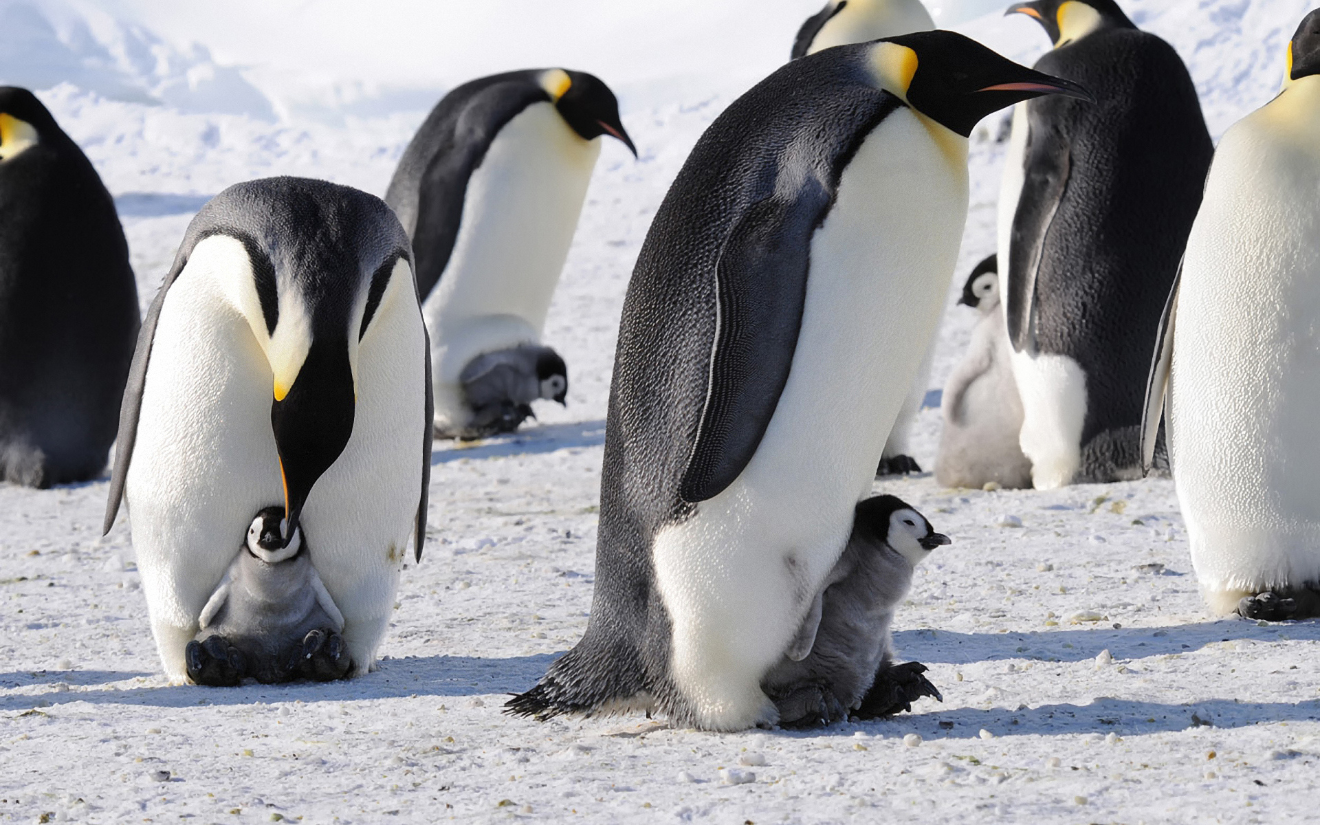 императорские, антарктида, Пингвины