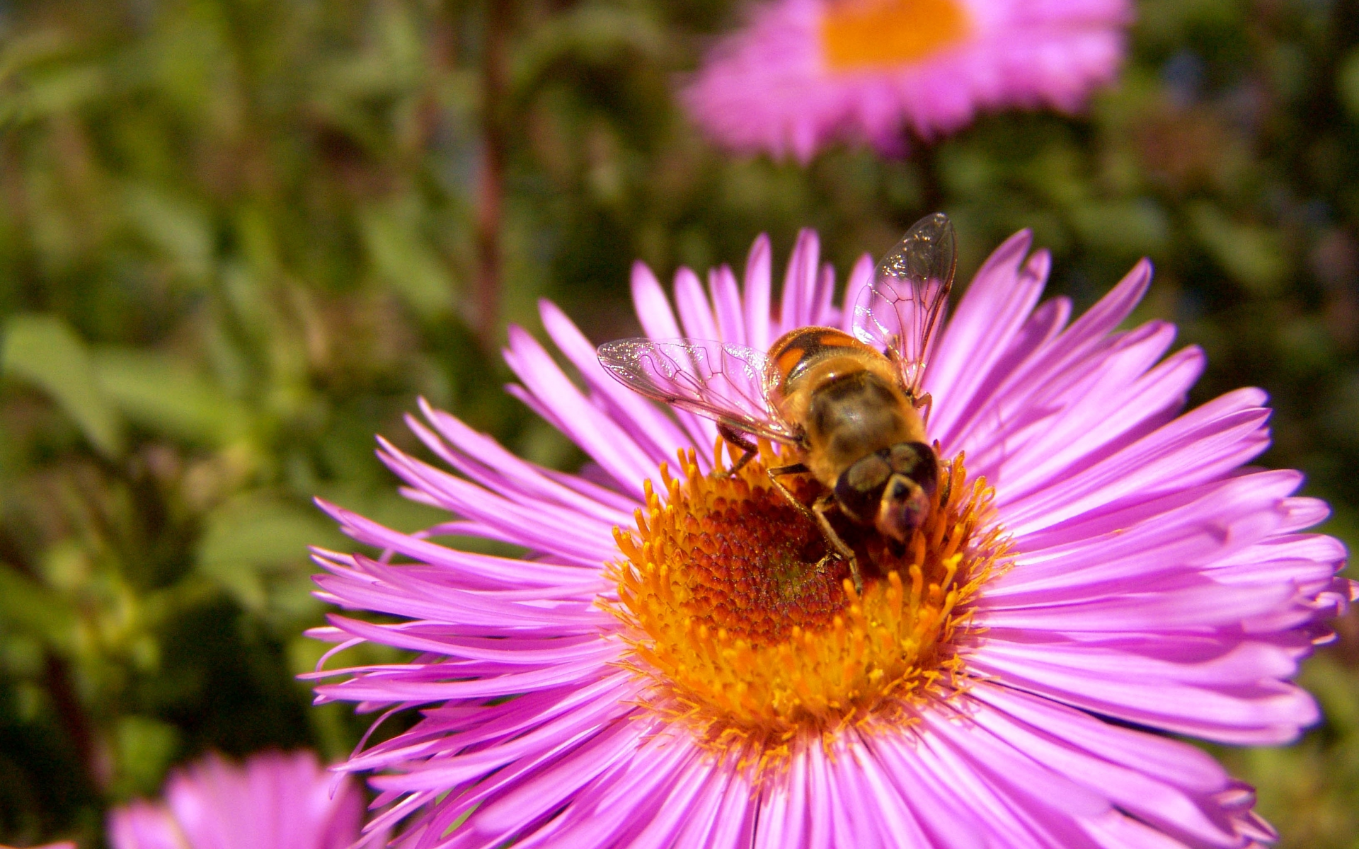 цветы, пчела