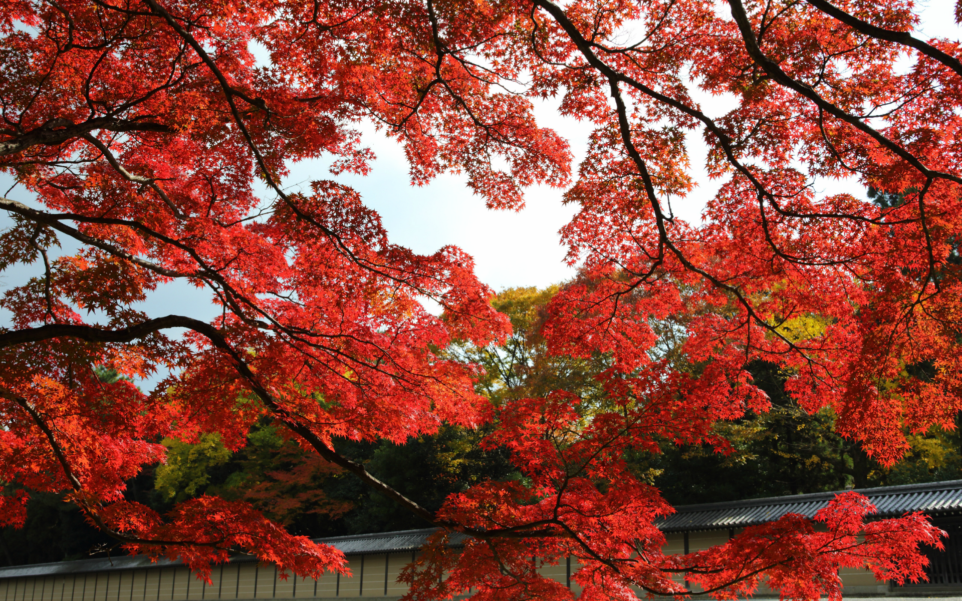 клен, осень, красные, сад, Япония, деревья, парк, киото