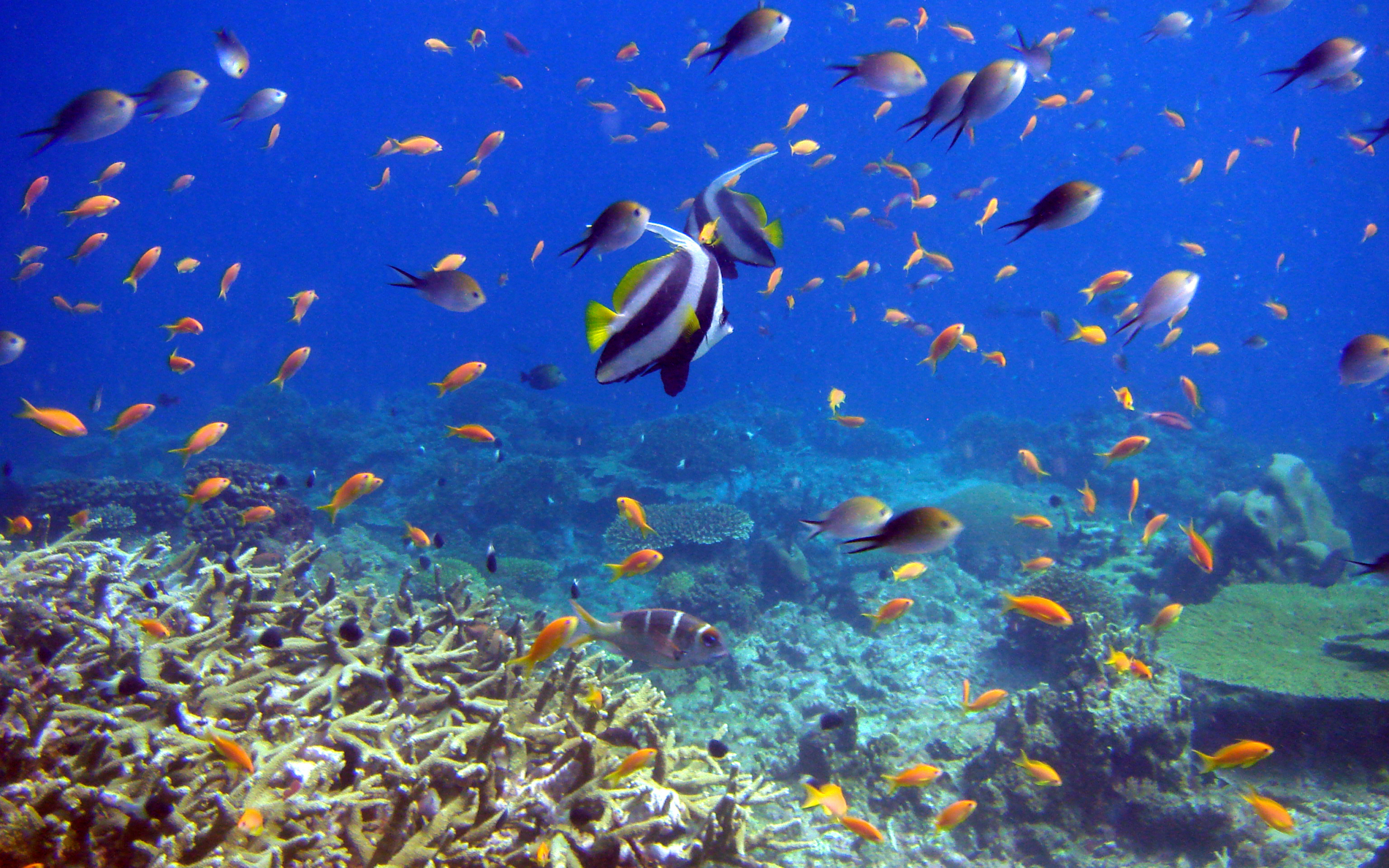 reef and fish, кораллы, Рыбы, подводный мир