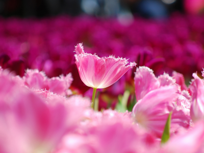 Тюльпаны, лепестки, розовые, цветы, поле, макро