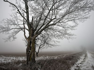 Дорога, пейзаж, зима, дерево