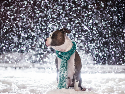 друг, Собака, снег