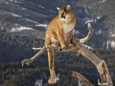 большая кошка, горный лев, ствол, Пума