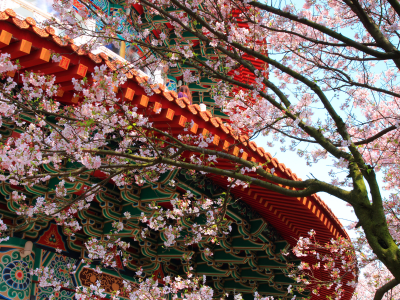 храм, весна, сакура, дерево, цветы, узоры, Здание