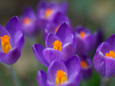 фиолетовые, Крокусы, цветы, цвет, макро, весна