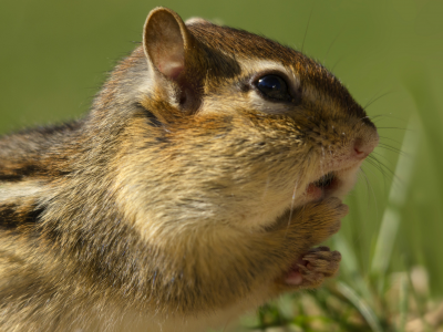 rodent, Бурундук, трава, grass, грызун, chipmunk